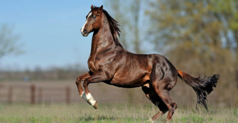 8 Intelligent Horse Breeds (And 4 That Rely More On Instinct Than Logic)