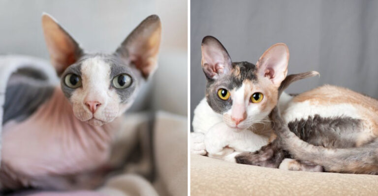 8 Key Differences And 8 Similarities Between The Sphynx And The Cornish Rex