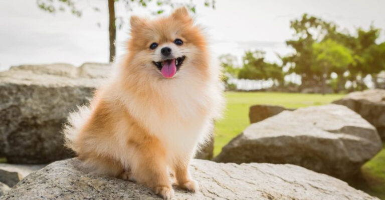 8 Pros And 8 Cons Of Owning A Pomeranian