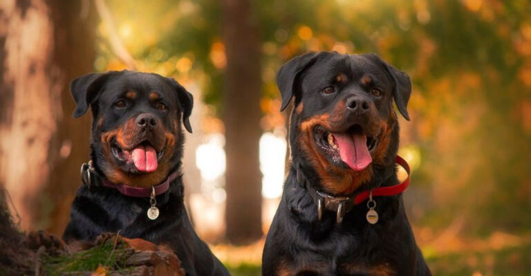 8 Reasons Rottweilers Might Be The Perfect Dogs For You (And 8 Reasons They Might Not Be)