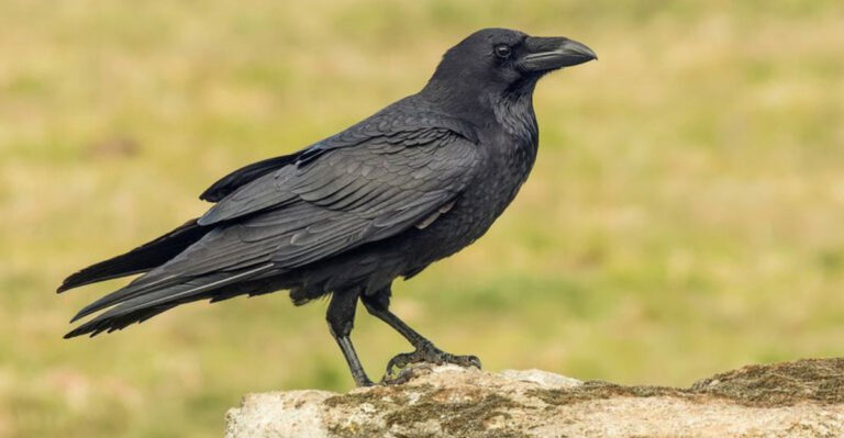 8 Spooky Facts About Crows And 7 Reasons Why They Don’t Make Good Pets