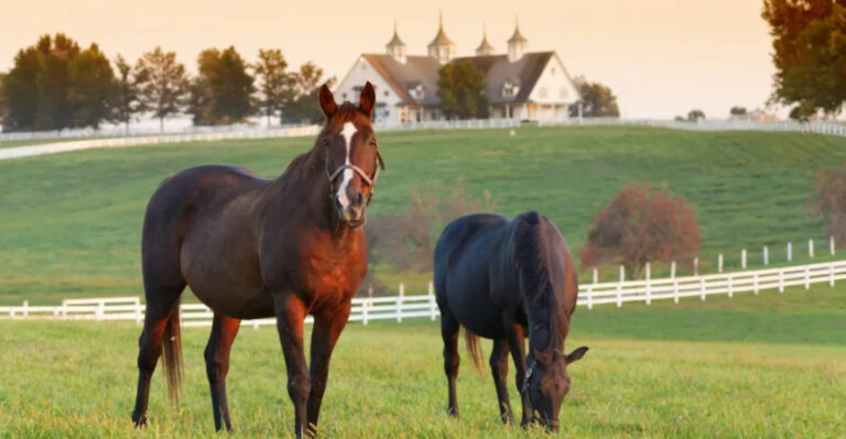 8 States Where Owning A Horse Costs A Fortune (And 7 Surprisingly Affordable Picks)
