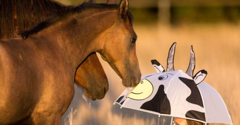 8 Things That Terrify Horses & 8 Tricks To Instantly Calm Them