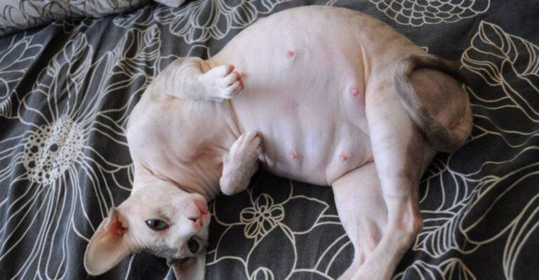 8 Things That Terrify Pregnant Cats And 8 Tricks To Soothe Them
