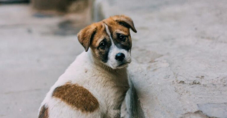 8 Things You Should Do If You Find An Abandoned Or Lost Dog And 8 You Shouldn’t