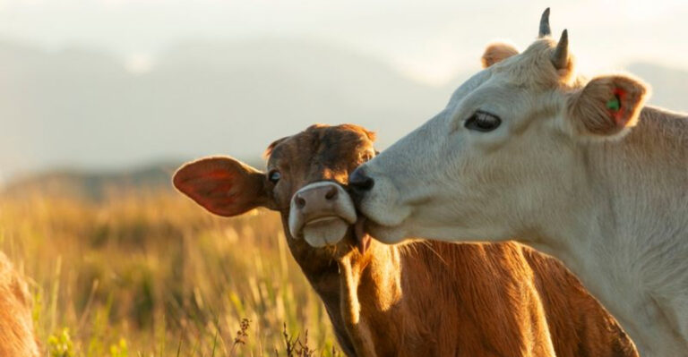 7 Ways A Pet Cow Can Heal Your Soul And 7 Reasons They’re Not For Everyone