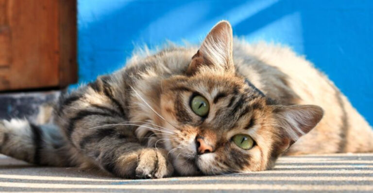 8 Ways Cats Improve Mental Wellbeing (And 4 Ways They Can Be Annoying)