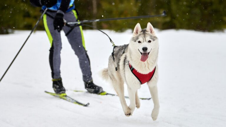 8 Weird Dog Sports That Actually Exist