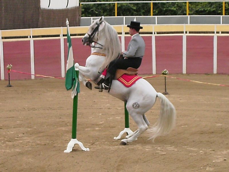 Andalusian