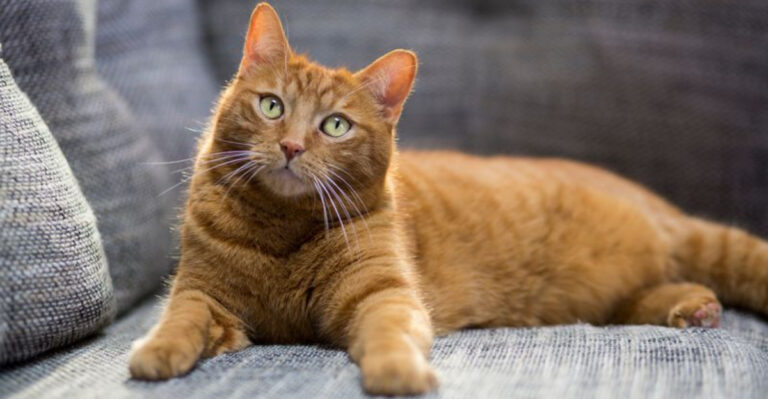 9 Reasons Cats Are Not For Beginners (And 5 Better Choices For First-Time Pet Owners)