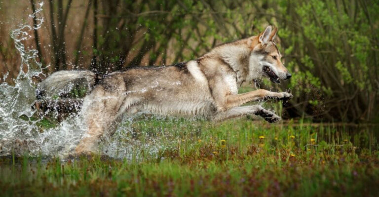 9 Reasons To Get A Wolfdog And 9 Reasons Not To