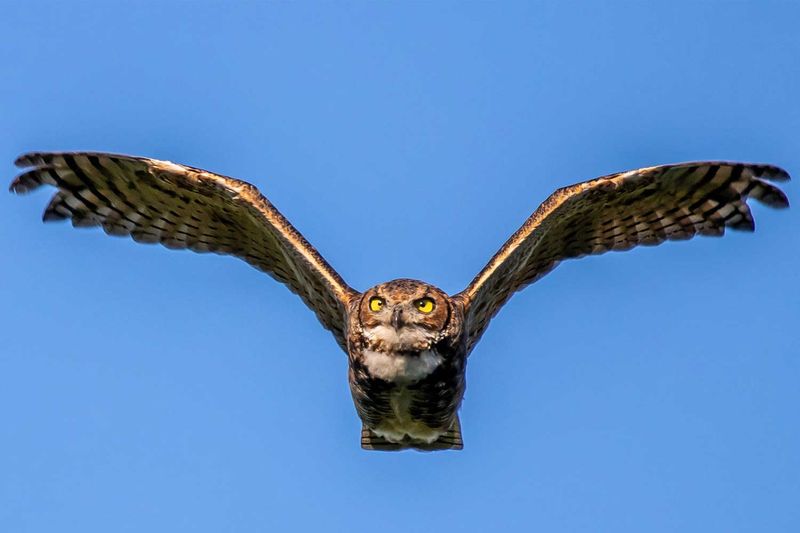 Silent Predator Of The Skies