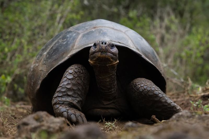 Galápagos Giants