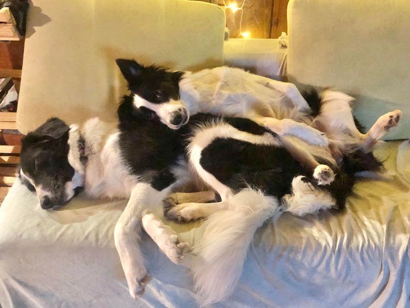 The Cuddle Enthusiast