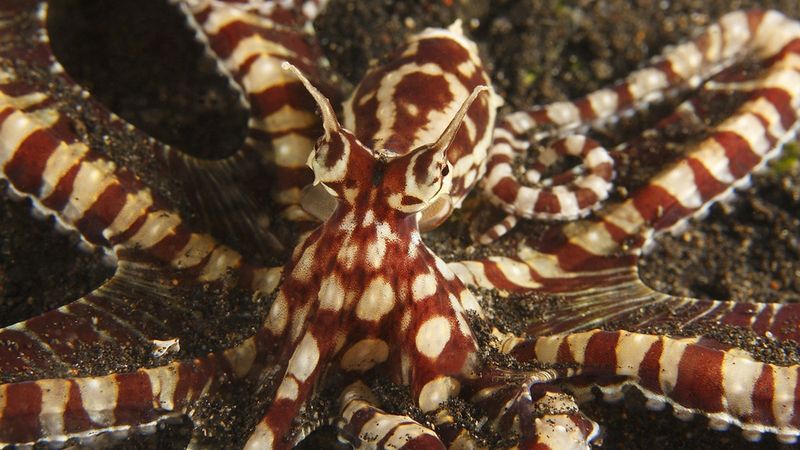 Conservation Concerns