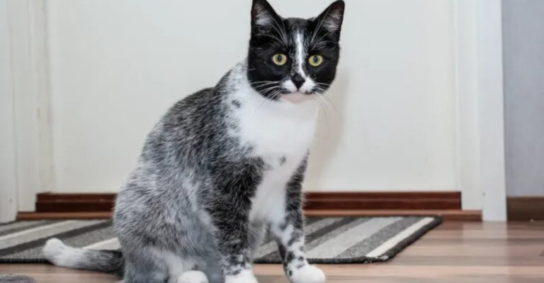 A New Cat Color Is Defying Genetic Expectations