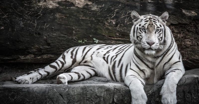 The Mystery Of The White Tiger