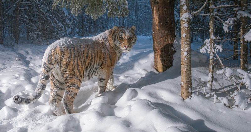 Tigers In The Snow
