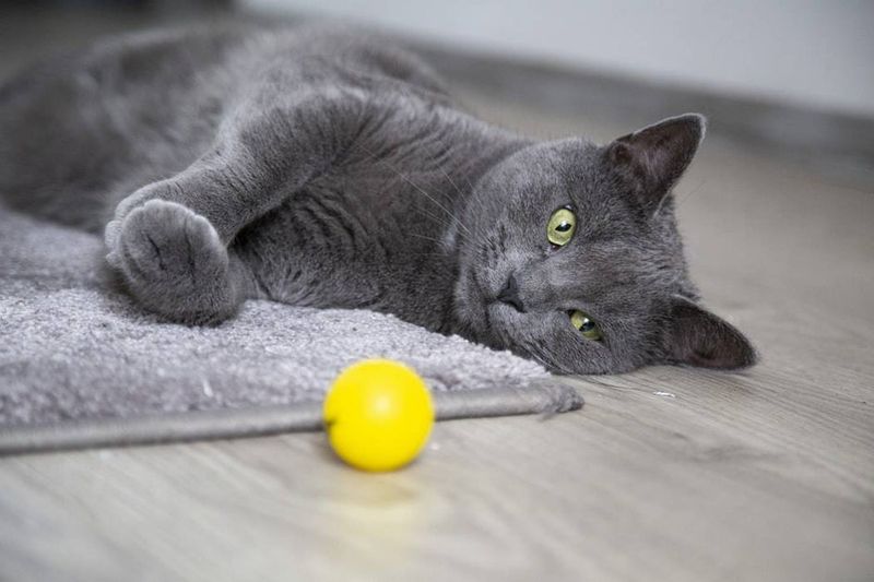 Russian Blue