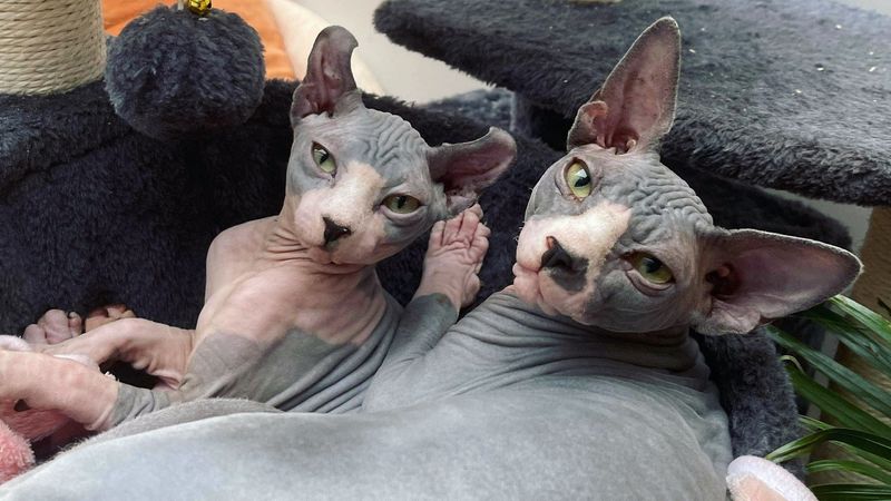 Sphynx