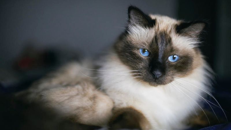 Birman: Sacred Healers for Sensitive Souls