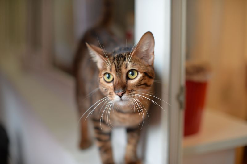 The Perfect Indoor Cat
