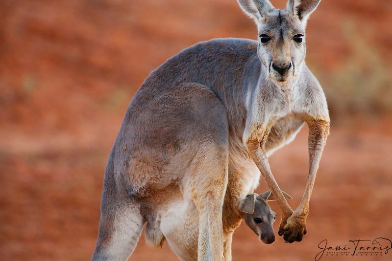 Marsupial Marvel
