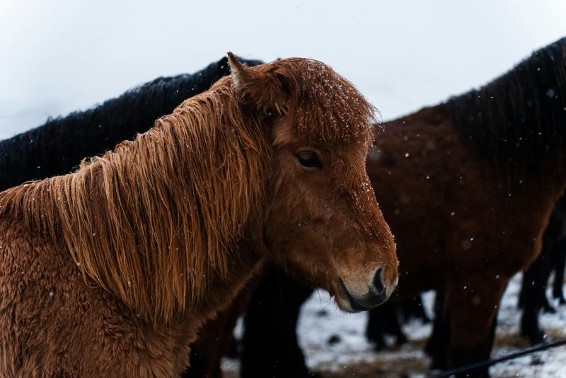 Lush Tail And Mane