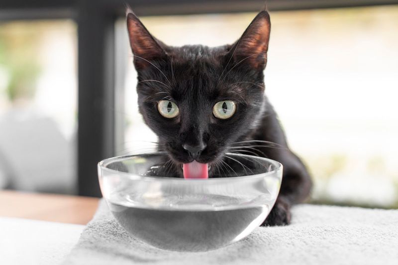 Chill Their Water