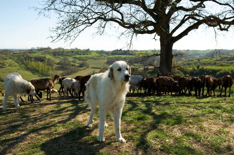 Livestock Protection Programs