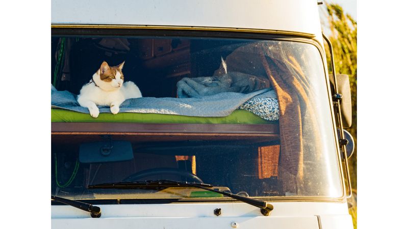 Pawsitive Vibes Only