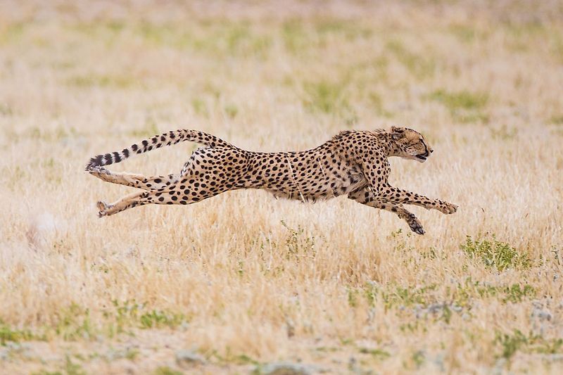Long, Flexible Spine