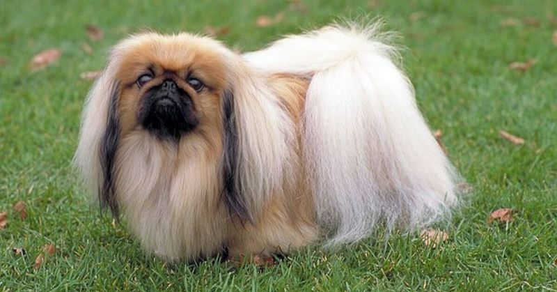 Pekingese