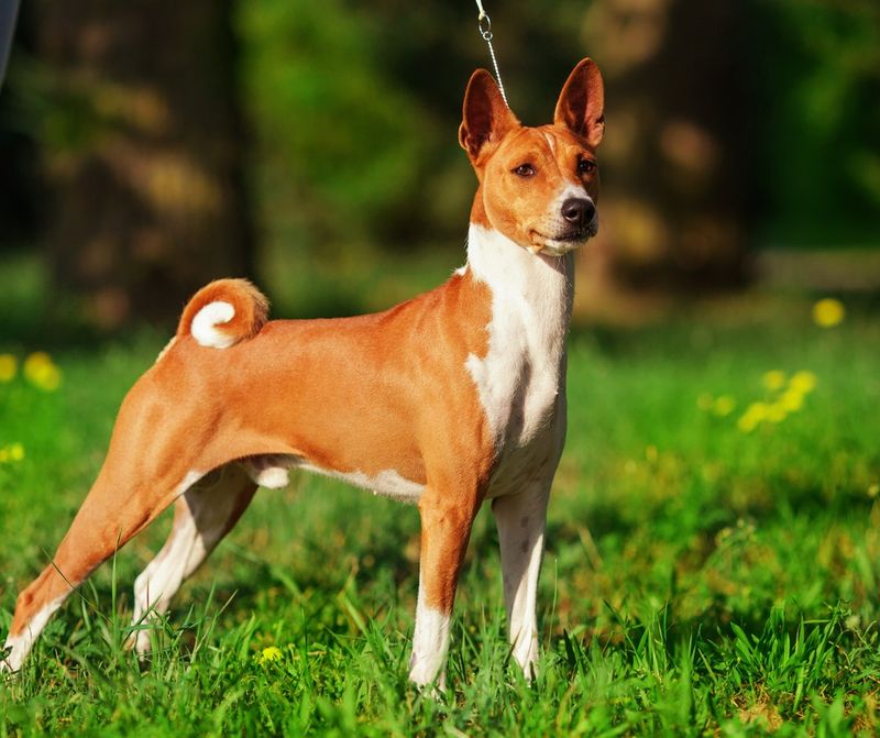 Basenji
