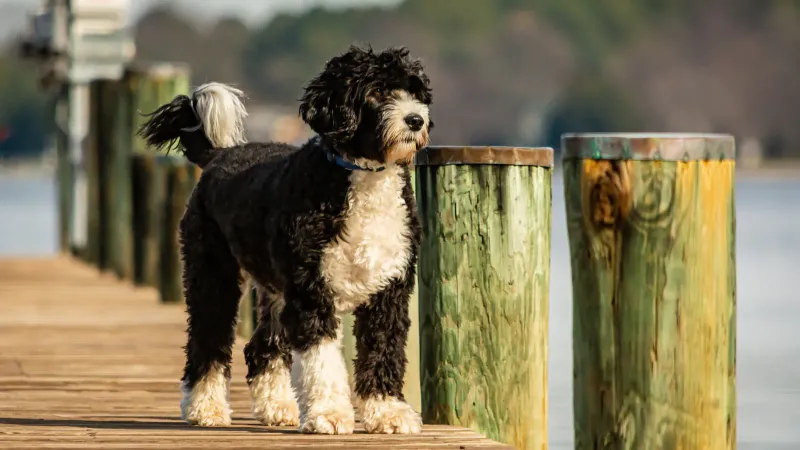 Portuguese Water Dog