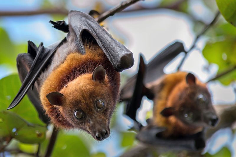 The Pacific's Samoan Flying Fox