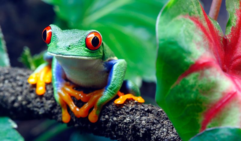 Red-Eyed Tree Frog