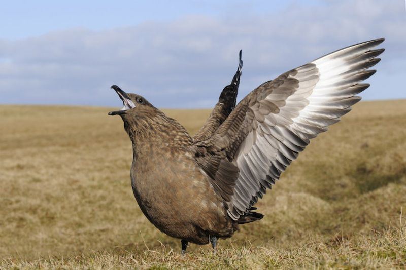 Great Skua