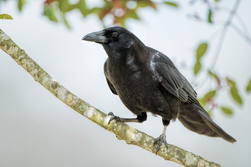 New Caledonian Crow