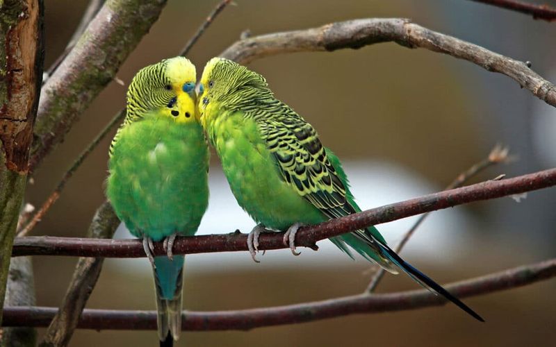 Budgerigar