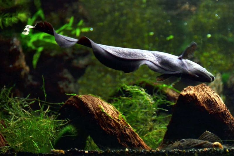 Black Ghost Knifefish