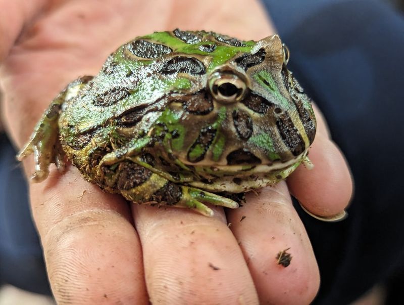Pacman Frog