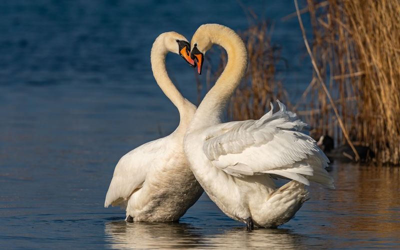 Swans