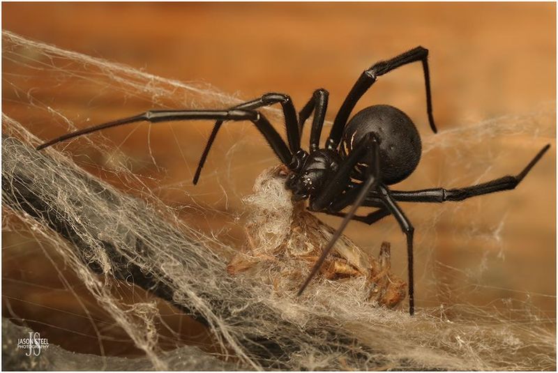 Black Widow Spider