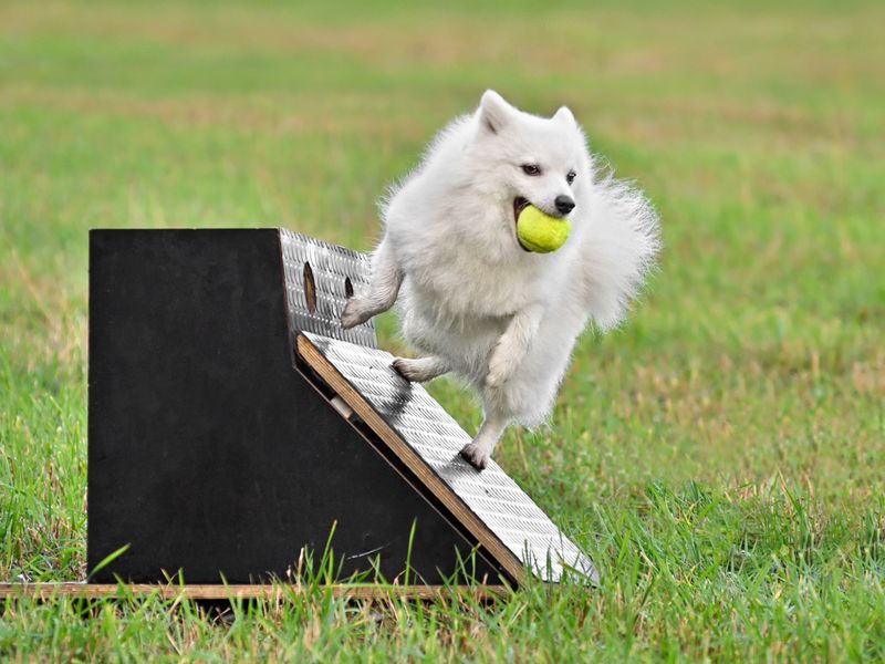 Dog Sports