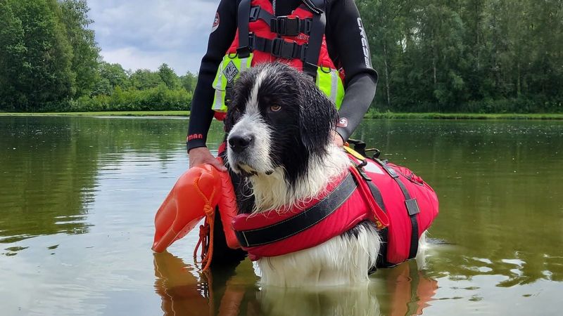 Newfoundlands: The Water-Rescue Specialists