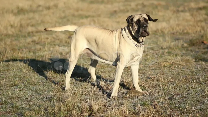 Mastiff