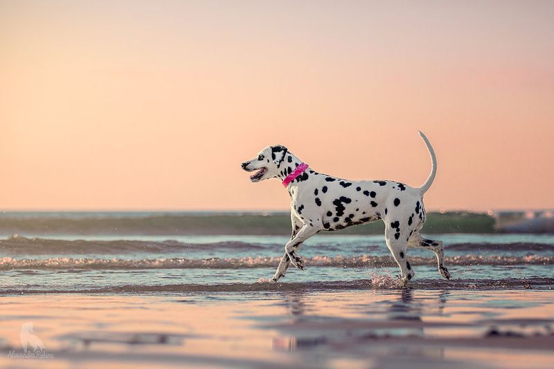 Dalmatian