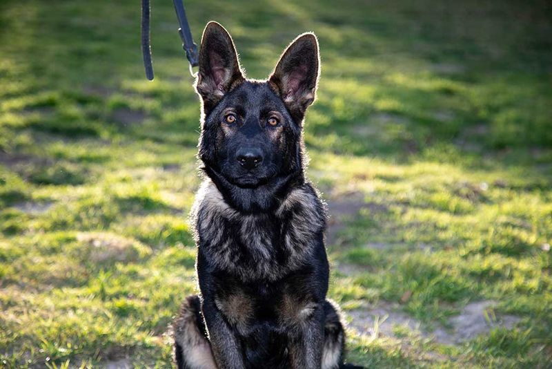 German Shepherd
