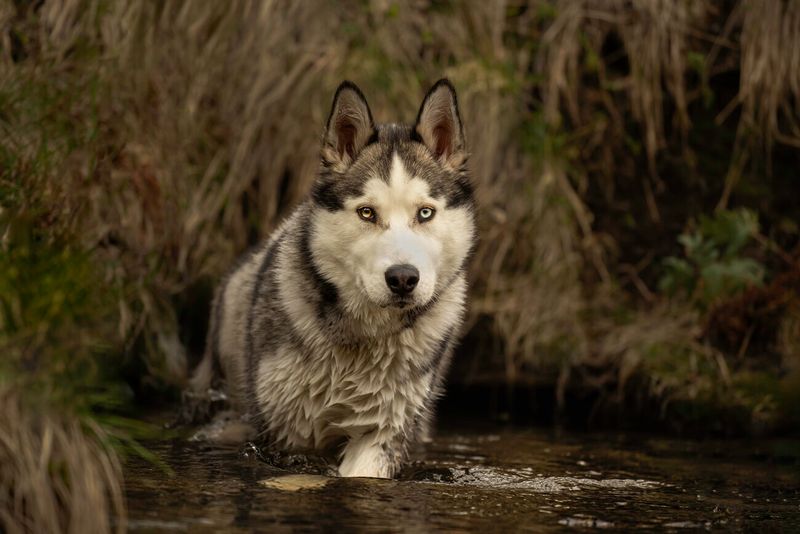Alaskan Malamute